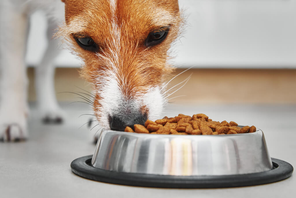 Canine Cuisine Do Dogs Have Taste Buds? Africa Nova News